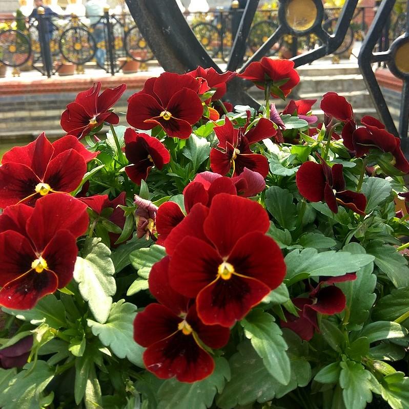 Viola cornuta 'Penny Red Blotch'  - Penny™ Red Blotch Viola