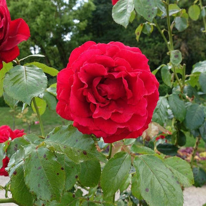 Rosa 'True Love'  - True Love™ Rose