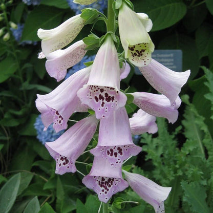 Digitalis purpurea  'Camelot Lavender'  - Camelot Lavender Foxglove