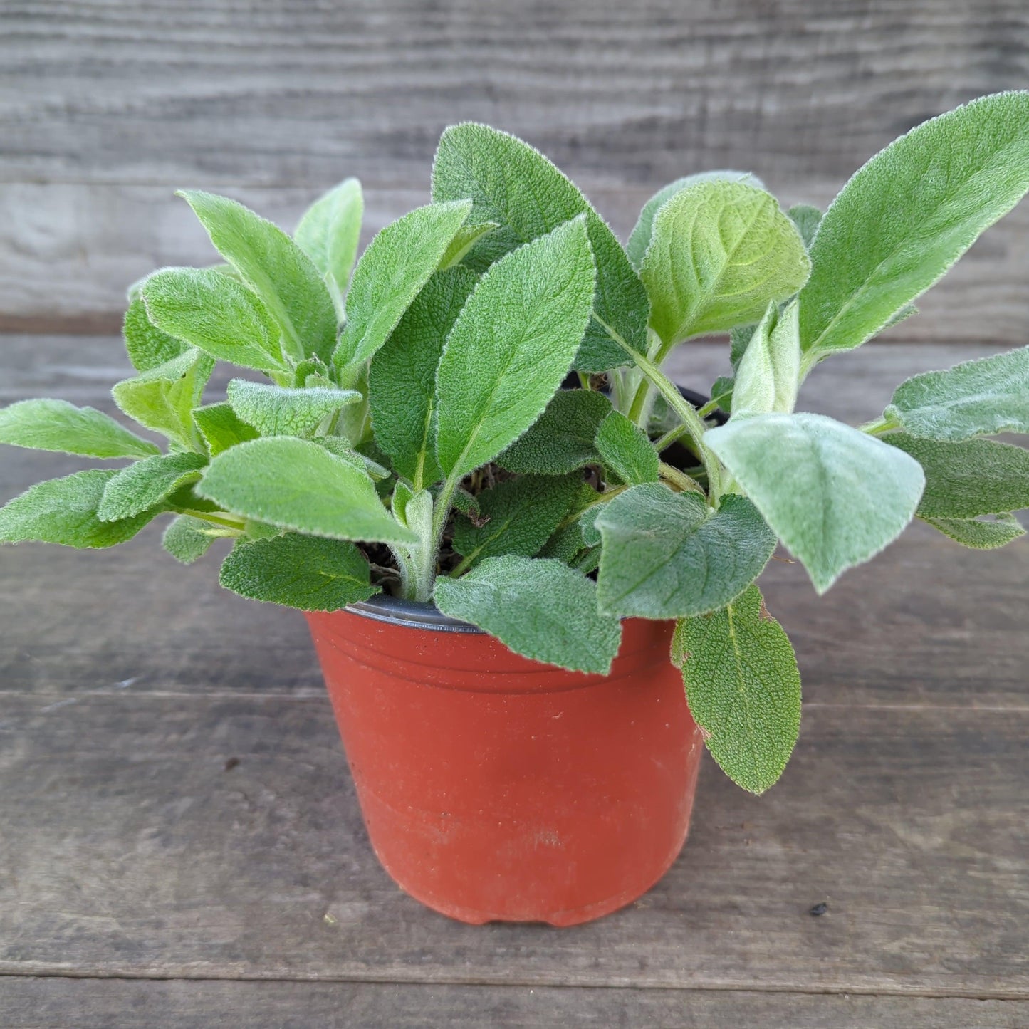 Stachys byzantina 'Helene von Stein'  - Giant Lamb's Ear
