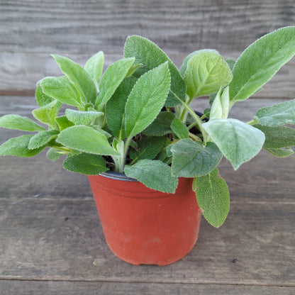 Stachys byzantina 'Helene von Stein'  - Giant Lamb's Ear