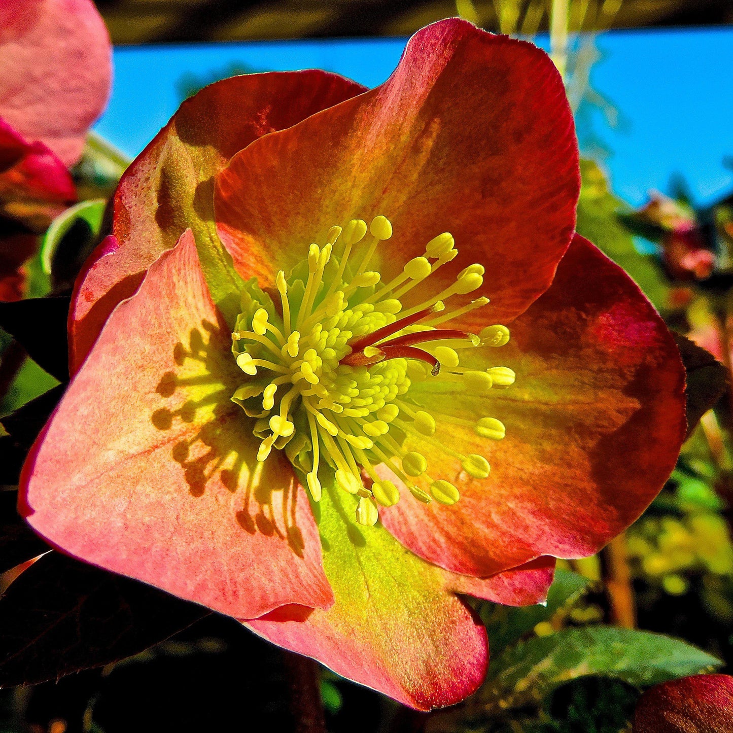 Helleborus x hybridus 'ABCRD01'  - FrostKiss™ Penny's Pink® Lenten Rose