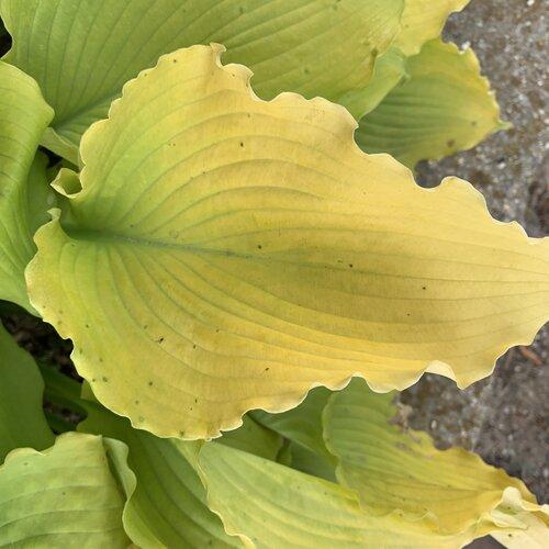 Hosta 'Echo the Sun' PP35,943  - PW® Shadowland® Echo the Sun Hosta