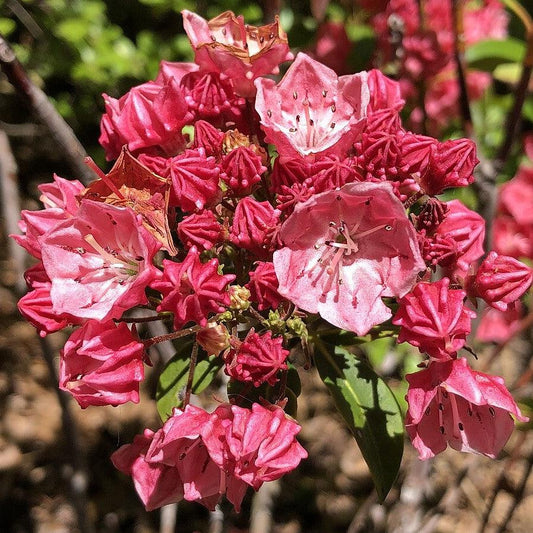 Kalmia latifolia 'Raspberry Glow'  - Raspberry Glow Mountain Laurel