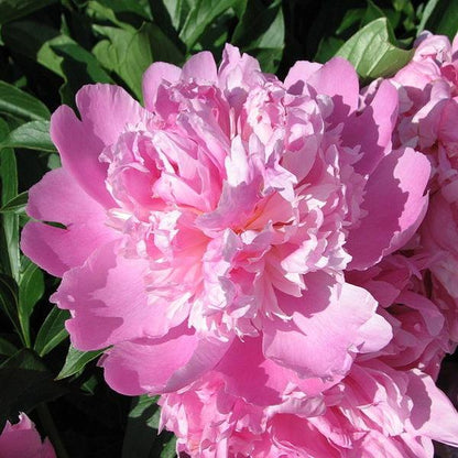 Paeonia lactiflora 'Monsieur Jules Elie'  - Monsieur Jules Elie Peony