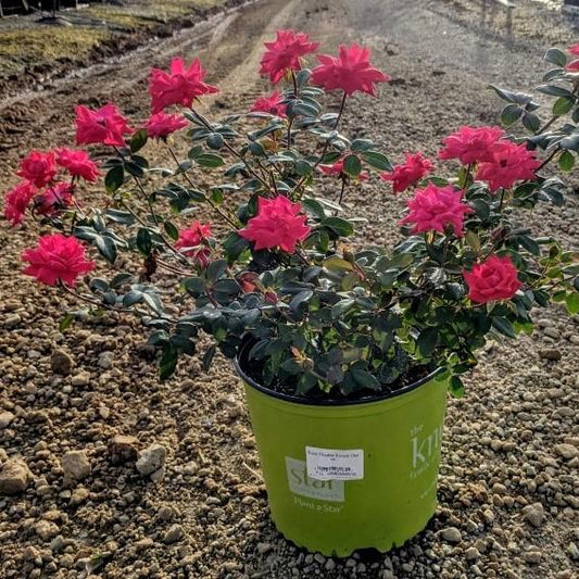 Rosa ‘Radtko’ PP 16,202  - Double Knock Out® Rose