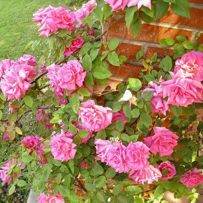 Rosa 'Zéphirine Drouhin'  - Zéphirine Drouhin Rose