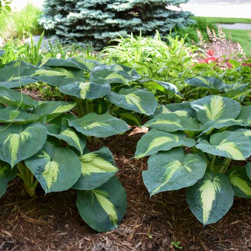 Hosta 'Hudson Bay' PP23598  - PW® Shadowland® Hudson Bay Hosta