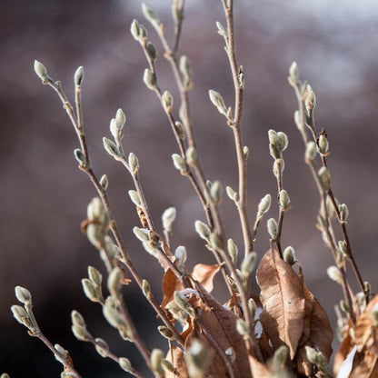 Magnolia stellata 'Centennial Blush'  - First Editions® Centennial Blush Star Magnolia