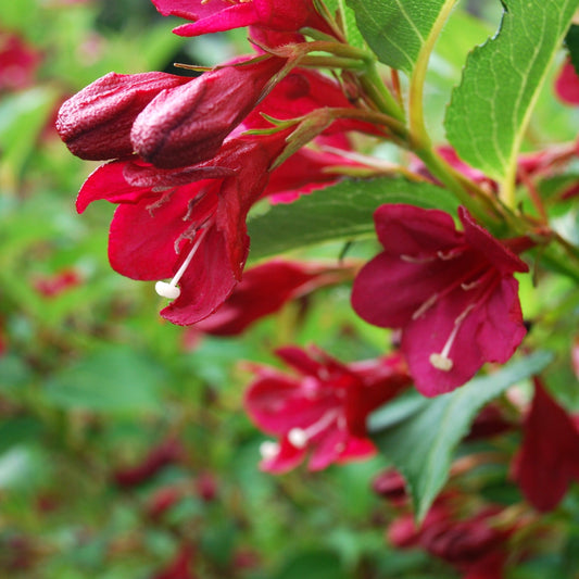 Weigela x 'Slingco 2'  - Bloomin' Easy® Maroon Swoon® Weigela