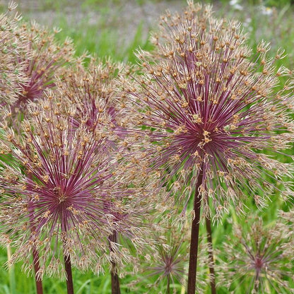 Allium 'Globemaster'  - Globemaster Ornamental Onion
