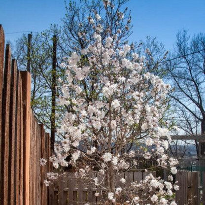 Magnolia stellata 'Centennial Blush'  - First Editions® Centennial Blush Star Magnolia