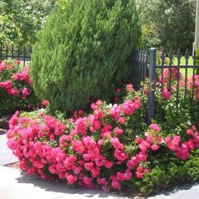 Rosa x 'Noatraum'  - Flower Carpet® Pink Rose