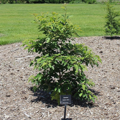 Sassafras albidum  - Sassafras