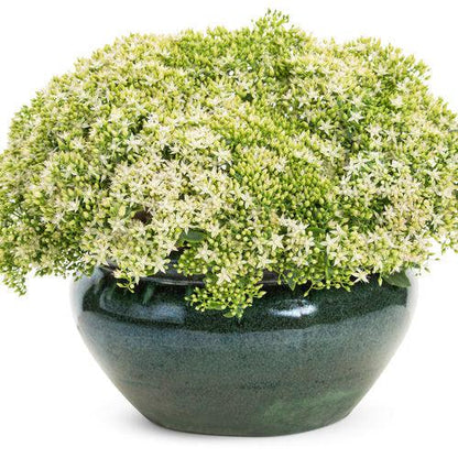 Sedum 'Bundle of Joy'  - Rock 'N Round® Bundle of Joy Stonecrop