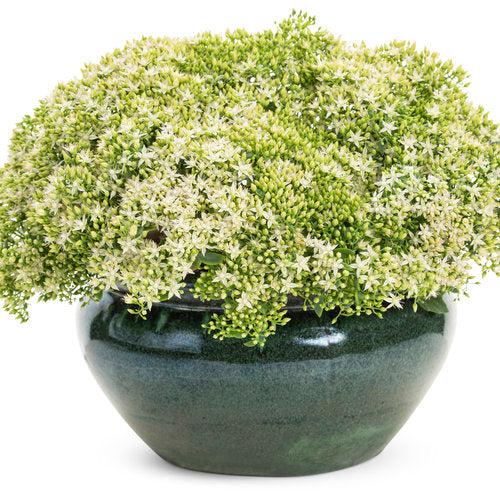 Sedum 'Bundle of Joy'  - Rock 'N Round® Bundle of Joy Stonecrop