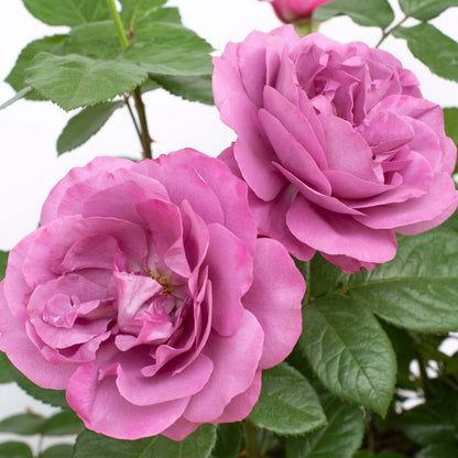 Rosa 'KORvodacom' PP 22,691  - Bloomables® Sunbelt® Plum Perfect™ Rose