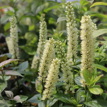 Itea virginica 'SMNIVMM' PP33549  - PW® Fizzy Mizzy® Sweetspire
