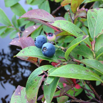 Vaccinium corymbosum 'ZF06-079'  - Pink Icing® Blueberry