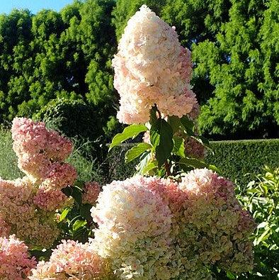 Hydrangea paniculata 'Renhy'  - First Editions® Vanilla Strawberry™ Hydrangea