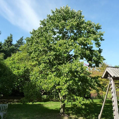 Diospyros virginiana  - Persimmon
