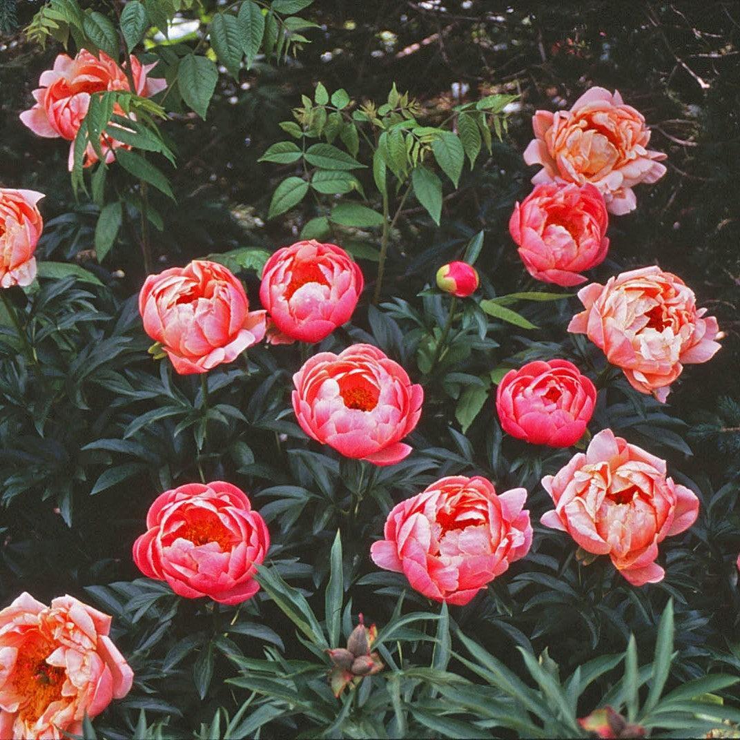 Paeonia lactiflora 'Coral Sunset'  - Coral Sunset Peony