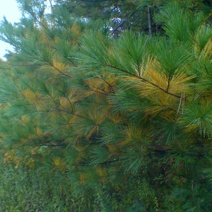 Pinus strobus  - White Pine