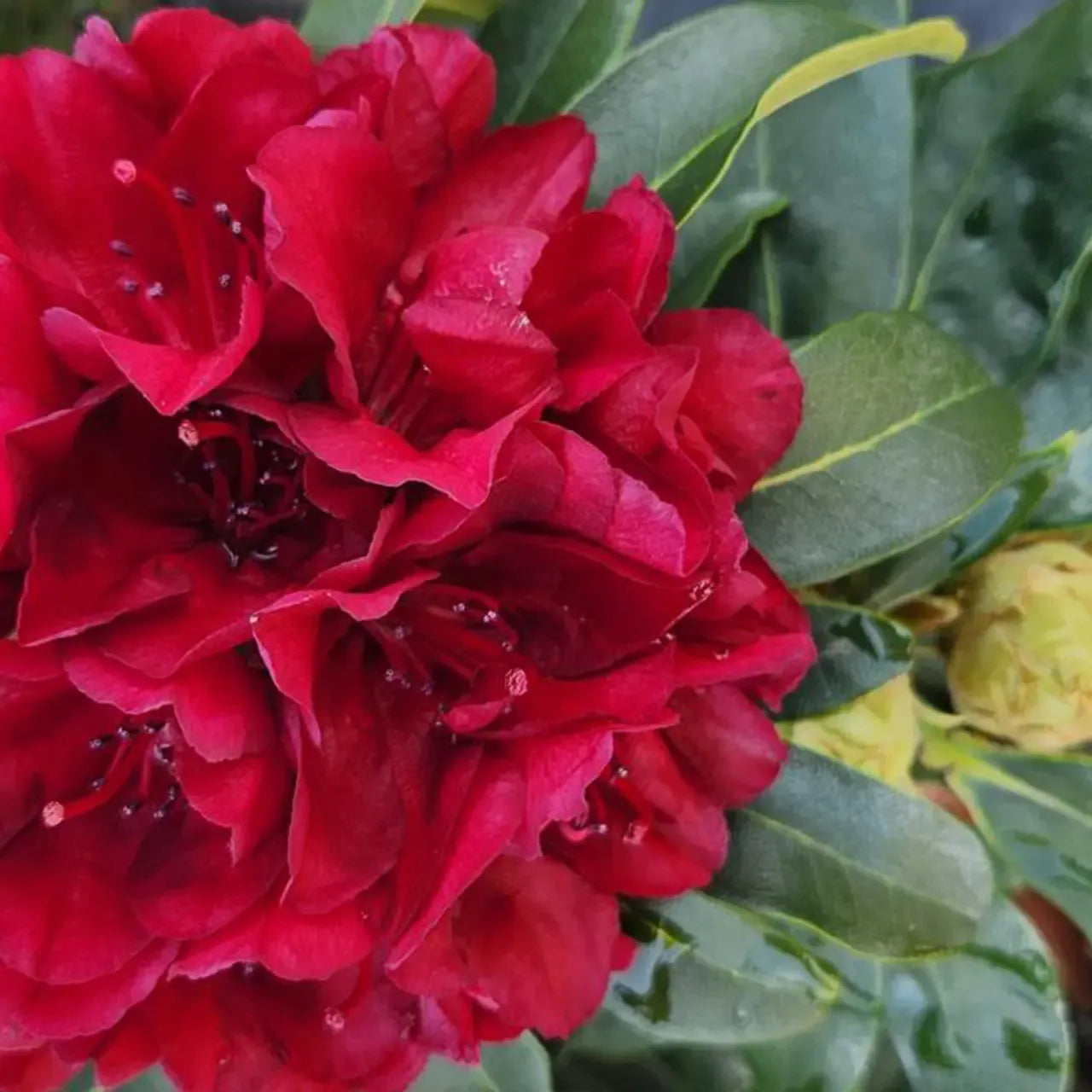 Rhododendron 'Blood Moon'  - Blood Moon Rhododendron