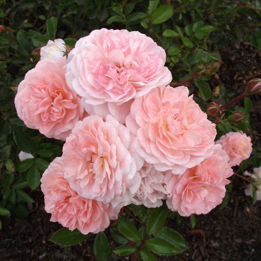 Rosa 'Meimirrot' PP#23,354  - Apricot Drift® Rose