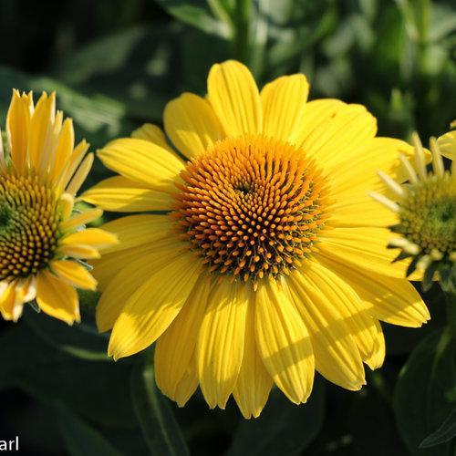 Echinacea x 'Balsomemyim'  - Sombrero® Lemon Yellow Improved Coneflower