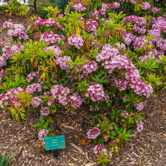 Kalmia latifolia 'Carousel'  - Carousel Mountain Laurel