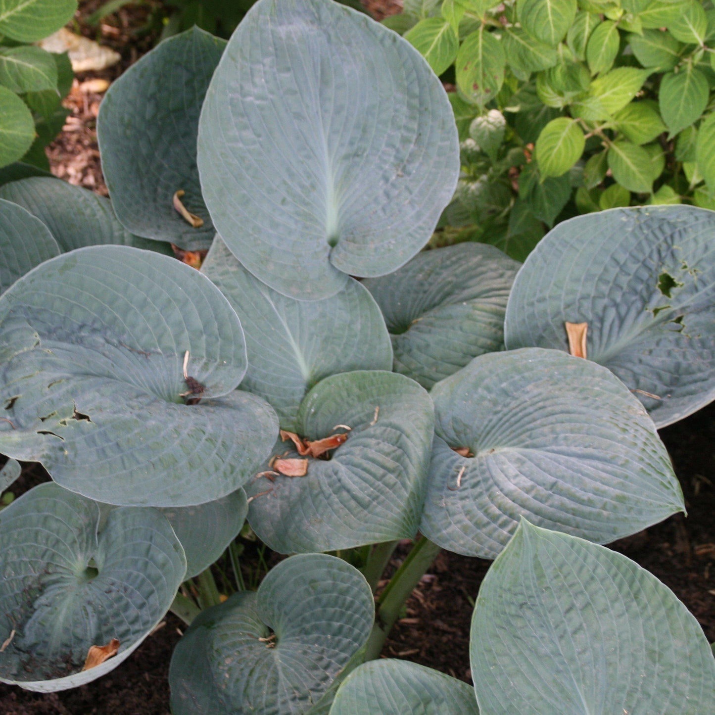Hosta x 'Big Daddy'  - Big Daddy Hosta