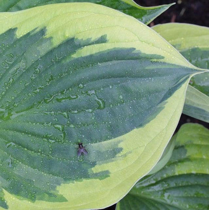 Hosta 'Earth Angel'  - Earth Angel Hosta