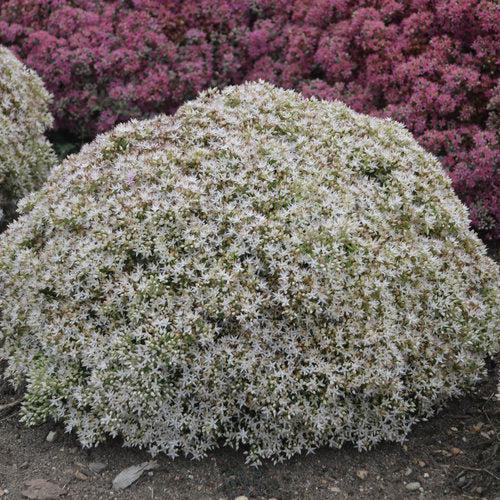Sedum 'Bundle of Joy'  - Rock 'N Round® Bundle of Joy Stonecrop