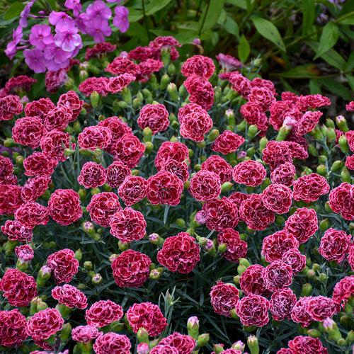 Dianthus 'Cherry Vanilla'  -  Fruit Punch® Cherry Vanilla Dianthus