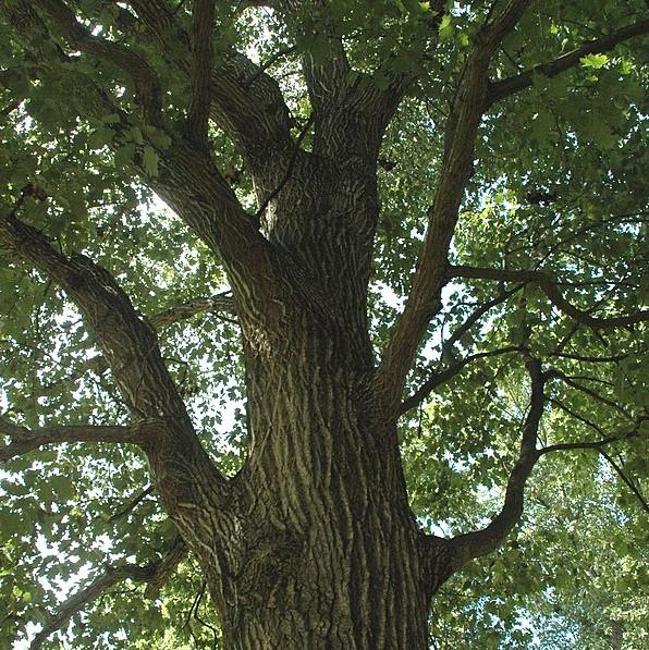 Quercus rubra  - Northern Red Oak