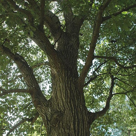 Quercus rubra  - Northern Red Oak