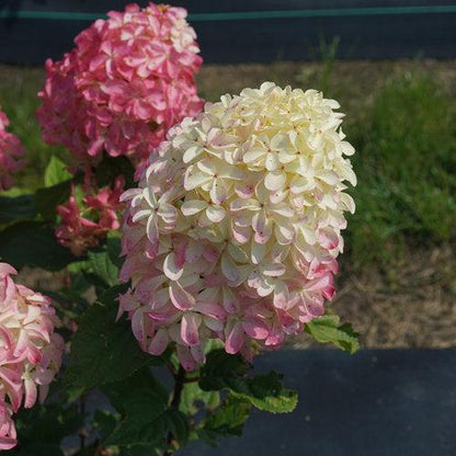 Hydrangea paniculata 'SMNHPM'  - Quick Fire Fab® Hydrangea