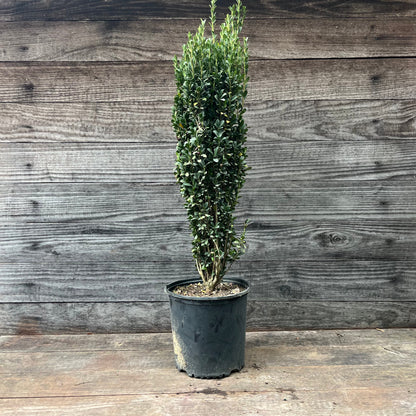 Ilex crenata 'Sky Pencil'  - Sky Pencil Japanese Holly
