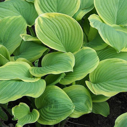 Hosta 'Fragrant Bouquet'  - Fragrant Bouquet Hosta