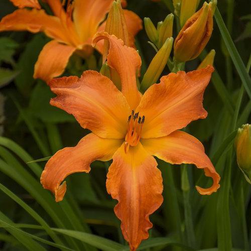 Hemerocallis 'Primal Scream'  - Rainbow Rhythm® 'Primal Scream' Daylily