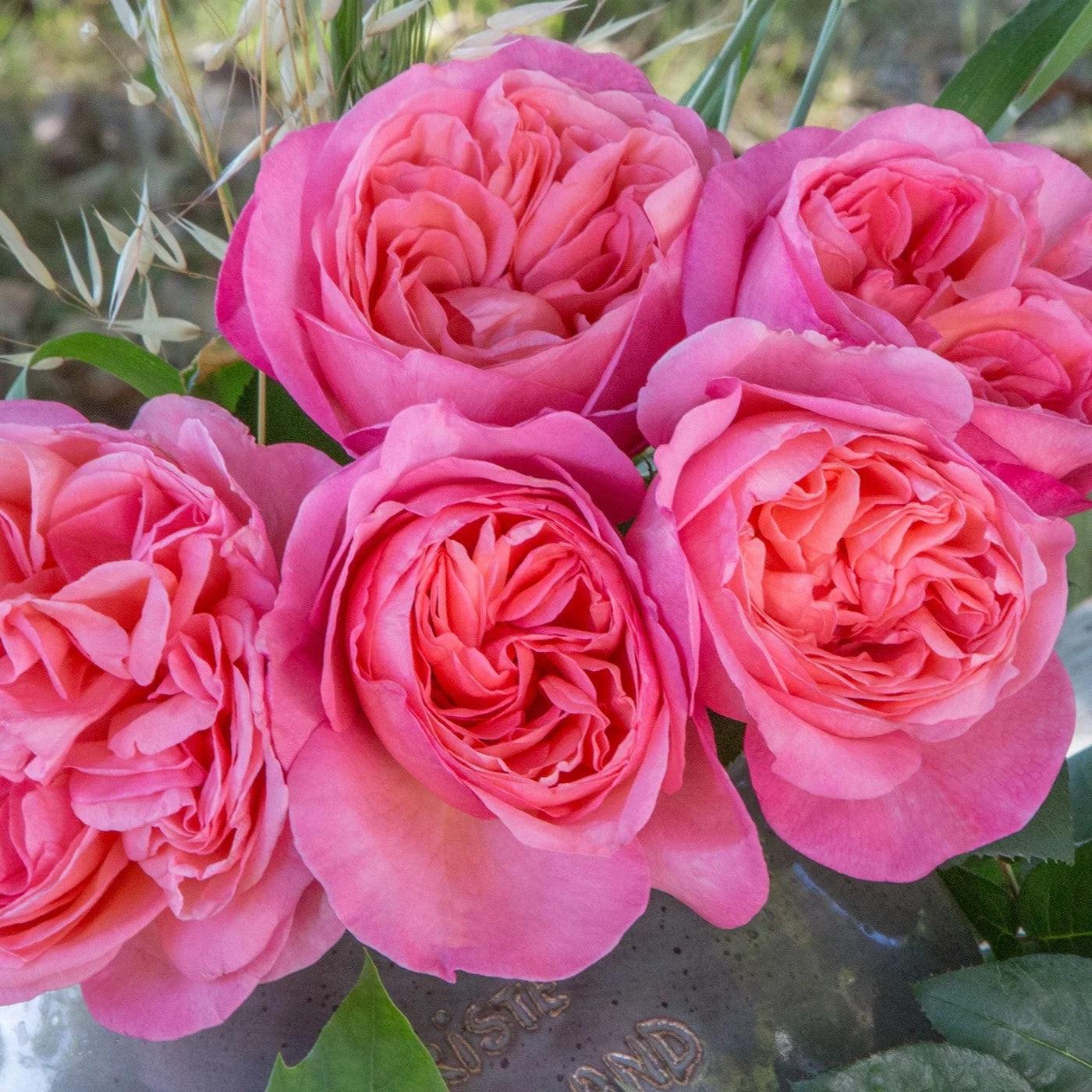 Rosa 'Meinostair' PP 28,659  - Bloomables® Sweet Mademoiselle™ Rose