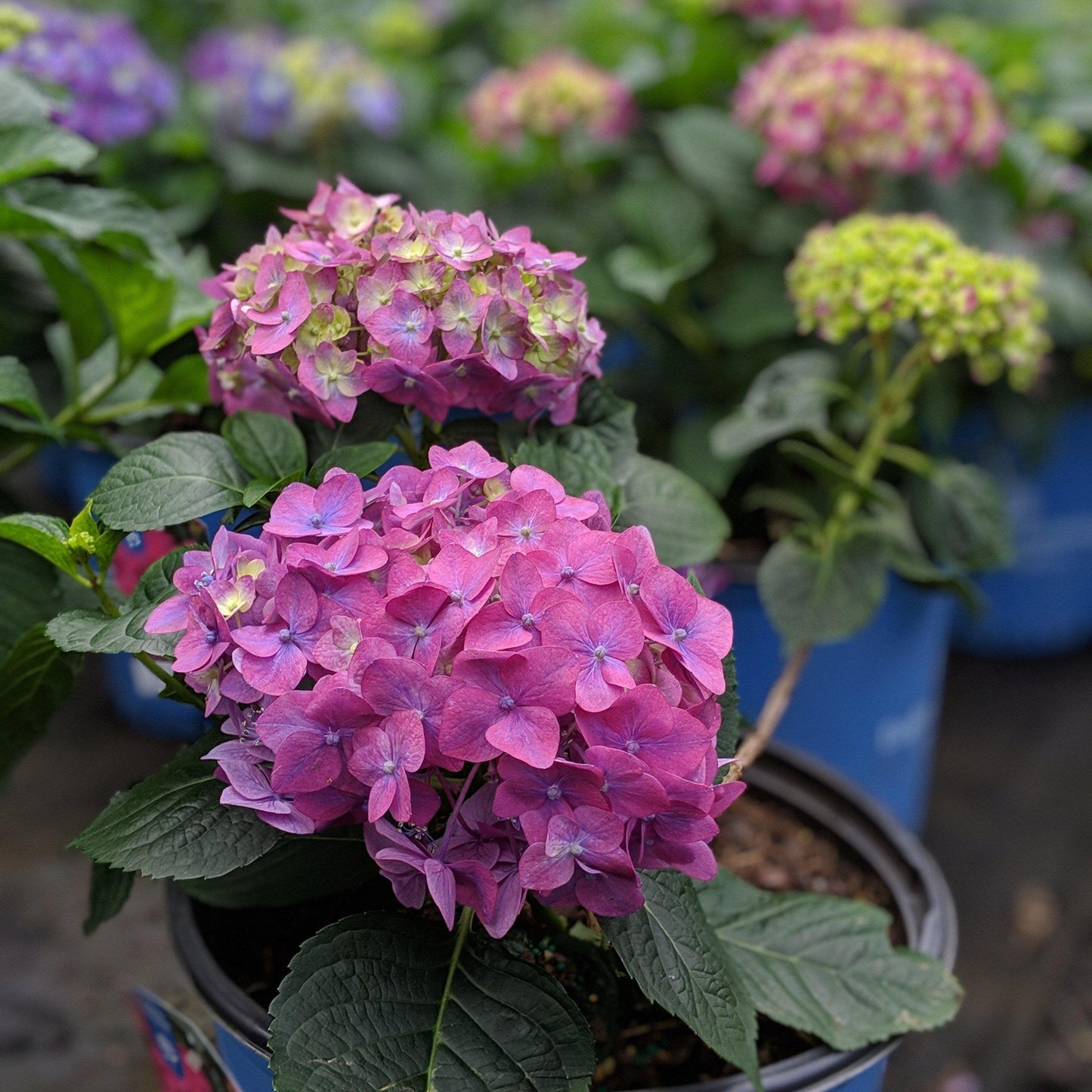Hydrangea macrophylla 'Bailmacfive’ PP30,359  - Endless Summer® Summer Crush® Hydrangea