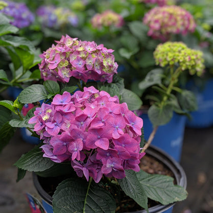Hydrangea macrophylla 'Bailmacfive’ PP30,359  - Endless Summer® Summer Crush® Hydrangea