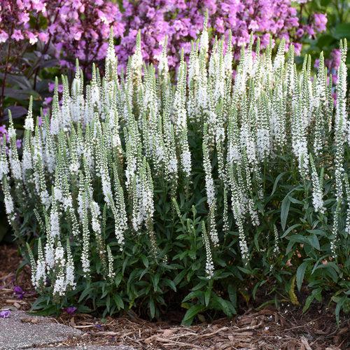 Veronica 'White Wands'  - Magic Show® White Wands Speedwell