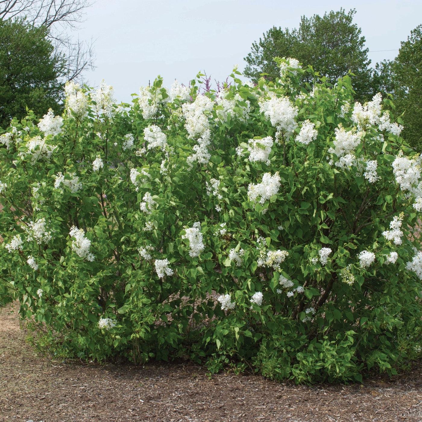 Syringa vulgaris 'G13103'  - New Age™ White Lilac