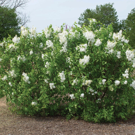 Syringa vulgaris 'G13103'  - New Age™ White Lilac