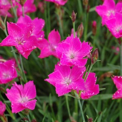 Dianthus x 'Kahori'  - Sunflor® Kahori® Dianthus