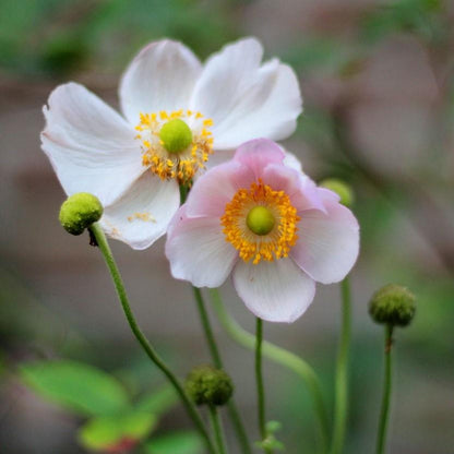 Anemone hupensis 'September Charm'  - September Charm Anemone