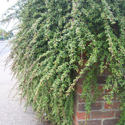 Cotoneaster dammeri 'Coral Beauty'  - Coral Beauty Cotoneaster